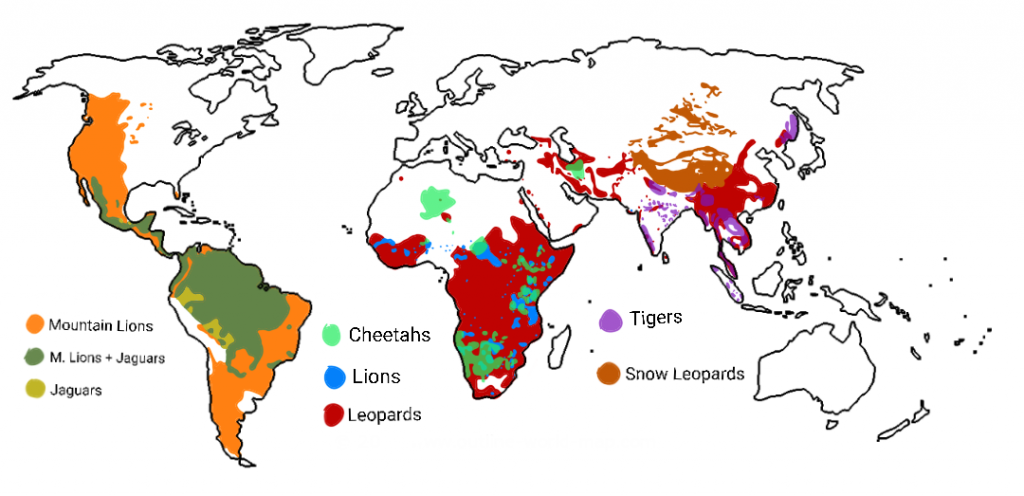 distribução dos grandes felinos